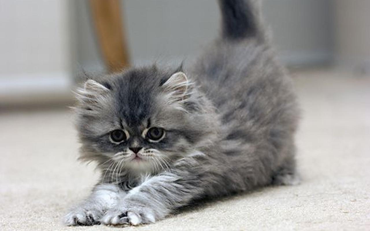 Cute-Kitten-kittens-16123151-1280-800