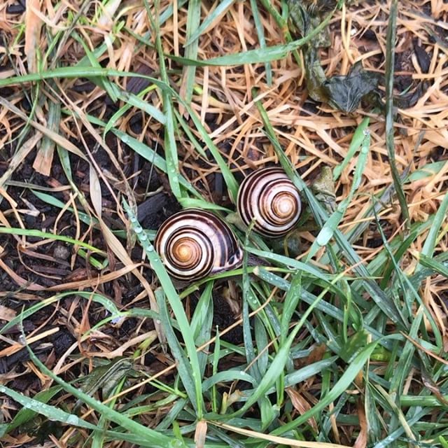 two-snails-stand-before-me.-ladies-this-is-your-last-chance-to-impress-me-and-save-yourself…-from-1-1